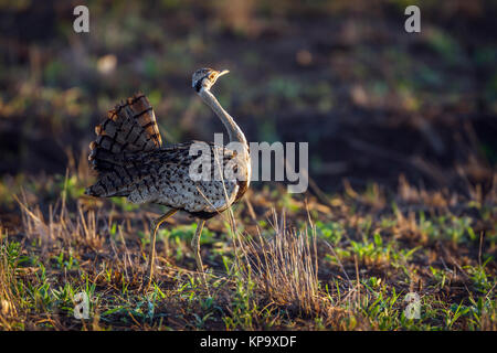 Rospo bustard nel parco nazionale di Kruger, Sud Africa ; Specie Lissotis melanogaster famiglia di Otididae Foto Stock