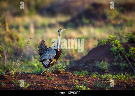 Rospo bustard nel parco nazionale di Kruger, Sud Africa ; Specie Lissotis melanogaster famiglia di Otididae Foto Stock