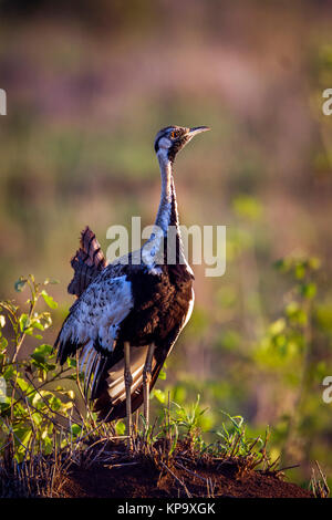 Rospo bustard nel parco nazionale di Kruger, Sud Africa ; Specie Lissotis melanogaster famiglia di Otididae Foto Stock