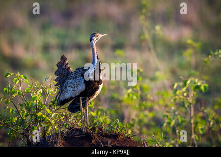 Rospo bustard nel parco nazionale di Kruger, Sud Africa ; Specie Lissotis melanogaster famiglia di Otididae Foto Stock