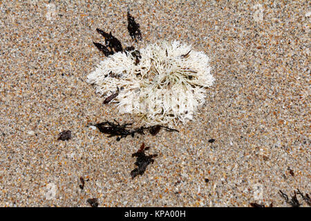 Coral Weed su una spiaggia assolata Foto Stock