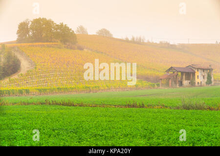 Vigneti delle Langhe piemontesi in autunno, Italia Foto Stock