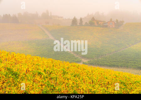 Vigneti delle Langhe piemontesi in autunno, Italia Foto Stock