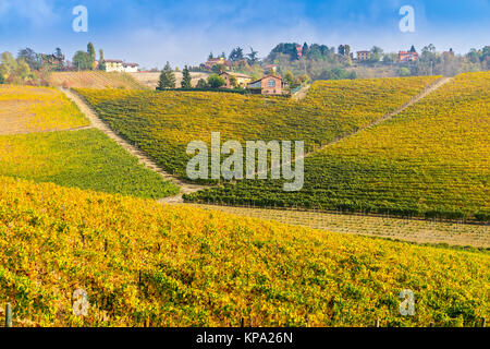 Vigneti delle Langhe piemontesi in autunno, Italia Foto Stock