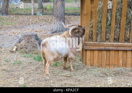 Shaggy cornuto le pecore di montagna (Ovis ammon) vicino gli alimentatori con fieno Foto Stock