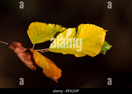 Herbstfarben butes Laub der Buche Foto Stock