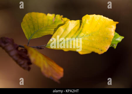 Herbstfarben butes Laub der Buche Foto Stock