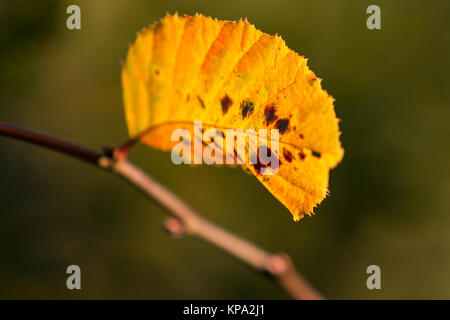 Herbstfarben butes Laub der Buche Foto Stock