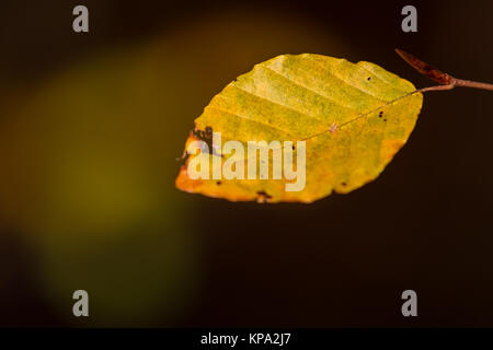 Herbstfarben butes Laub der Buche Foto Stock