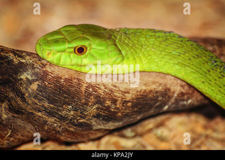 Verde Orientale Mamba Foto Stock