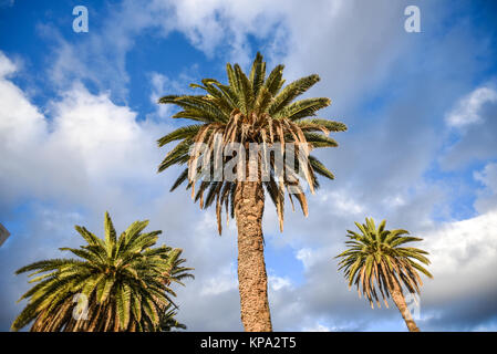 Vista dal basso sulle palme, contro il cielo, Lanzarote isole Canarie Foto Stock