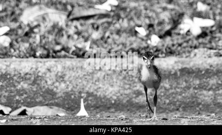 Masked pavoncella pulcino, bambino, giovane, Vanellus miglia,Townsville, Queensland, Australia Foto Stock