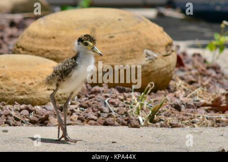 Masked pavoncella pulcino, bambino, giovane, Vanellus miglia,Townsville, Queensland, Australia Foto Stock