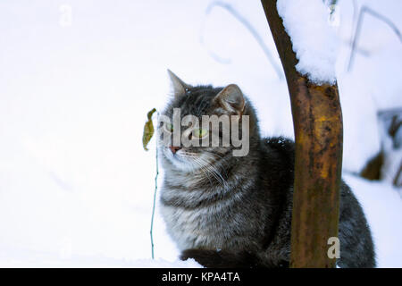 Bella soffice gatto grigio con gli occhi verdi seduta nella neve Foto Stock
