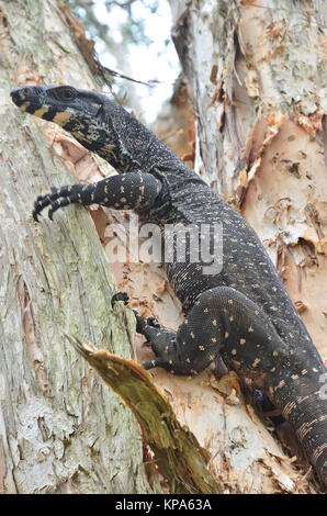 Guana su paperbark tree Foto Stock