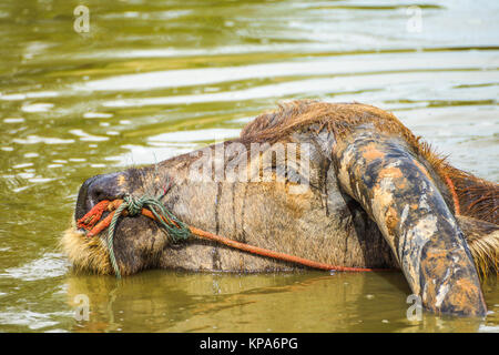 Buffalo dorme nella palude nelle zone rurali della Thailandia Foto Stock