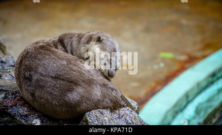 Beaver dorme sulla pietra Foto Stock
