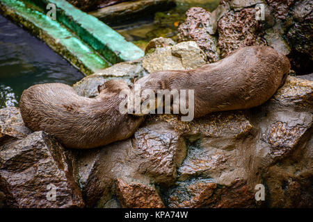 Due castori sono posti letto sulla pietra Foto Stock