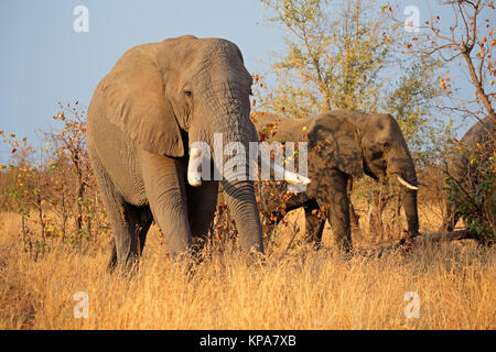 African bull elefanti Foto Stock