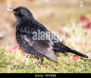 Primo piano di una comune Blackbird Foto Stock