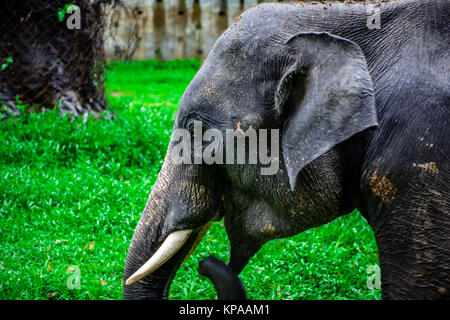 Primo piano del giovane elefante con dente canino Foto Stock