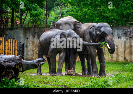 Famiglia di elefanti sotto la pioggia allo zoo, Myanmar, maggio-2017 Foto Stock