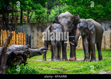 Famiglia di elefanti sotto la pioggia allo zoo, Myanmar, maggio-2017 Foto Stock