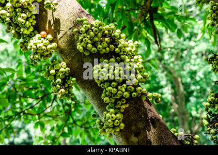 Ingrandimento di foto sulla struttura ad albero Foto Stock