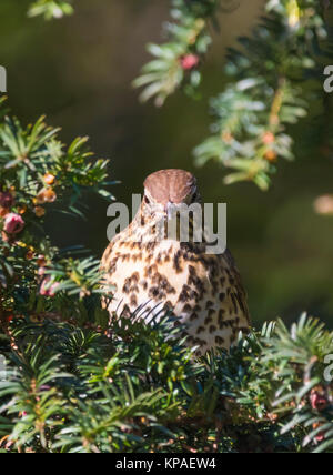 Tordo uccello (Turdus philomelos) appollaiato in un albero in inverno nel West Sussex, in Inghilterra, Regno Unito, guardando la telecamera. Foto Stock