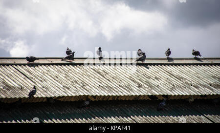 Piccioni che sono appollaiate sul tetto Foto Stock