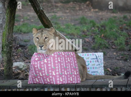 ZSL London Zoo, UK. Il 14 dicembre 2017. Leonesse asiatico Heidi, indi e Rubi scia fino a un mucchio di regali per rip aperto - grazie a uno specialista fund management group Liontrust - mentre lo zoo di Humboldt colonia di pinguini peck per presenta sotto il proprio albero di Natale. Lo Zoo di asini unisciti ai festeggiamenti, a sistemare nella succosa carote dal gigante santa sacchi appesi nelle loro stalle, mentre le scimmie scoiattolo scavare nella mini santa calze farcite con i loro preferiti tratta. Credito: Malcolm Park/Alamy Live News. Foto Stock