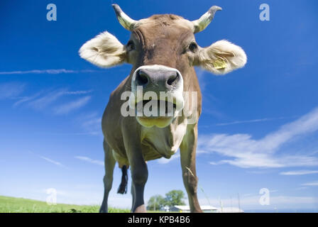 Kuh auf der Alm - mucca su ALP Foto Stock