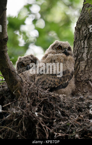 Gufo reale / Europaeische Uhus ( Bubo bubo ) prole, pulcini, owlets, giovani gufi Appollaiati in nido in alto in un albero, la fauna selvatica, l'Europa. Foto Stock