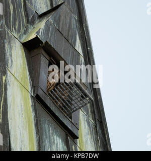 Gufo reale / gufi ( Bubo bubo ) coppia / coppia di adulti, femmina con maschio, guardando fuori di nidificazione di aiuto in una chiesa guglia, fauna selvatica, l'Europa. Foto Stock