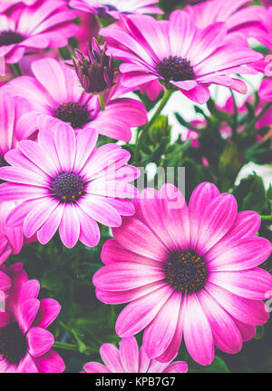 Osteospermum. Rosa South African margherite. Vintage immagine filtrata. Foto Stock