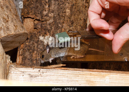 Mouse sul campo (Apodemus sylvaticus) essendo rilasciato da un umano mousetrap, England, Regno Unito Foto Stock