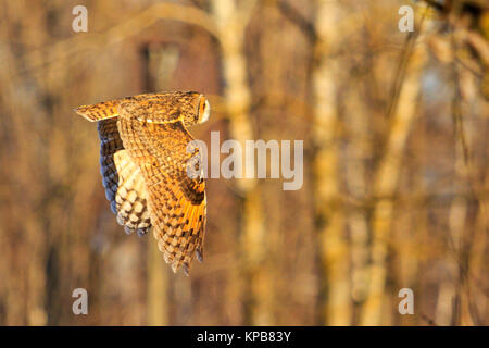 Owl battenti contro uno sfondo di alberi , la fauna selvatica, inverno, bird watching Foto Stock