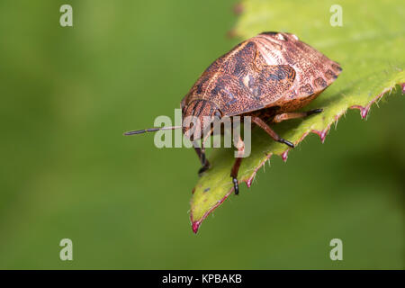 Bug di tartaruga o tartaruga Shieldbug (Eurygaster "testudinaria) finale ninfa instar appollaiato sul bordo di una foglia nel bosco. Cahir, Tipperary, Irlanda. Foto Stock