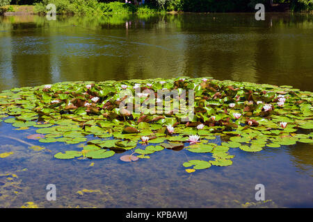 Fiori e foglie rasleniya acqua (Giglio). Essa cresce solo in acque poco profonde. Samara Giardino Botanico, Samara Luglio 18, 2016 Foto Stock