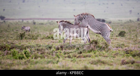 Due di Grevy zebre un montaggio delle altre, prateria aperta nel deserto Lewa,Lewa Conservancy, Kenya, Africa Foto Stock