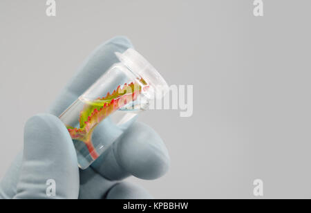 Impianto esemplare in mani guantate su sfondo neutro, spazio di testo Foto Stock