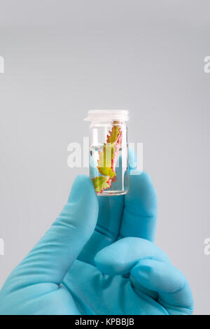 Impianto esemplare in mani guantate su sfondo neutro, spazio di testo Foto Stock