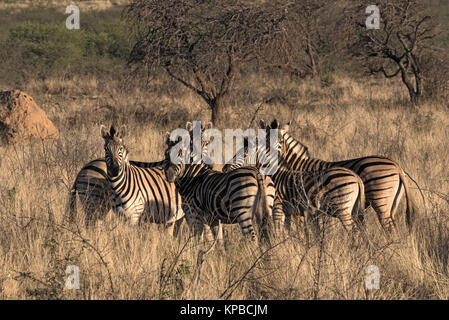 Piccola mandria di zebre al erongo montagne in Namibia Foto Stock