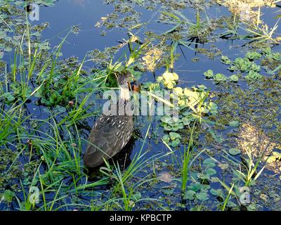 Limpkin (Aramus guarauna) con applesnail in bill, rovistando nella zona umida, Gainesville, Florida, Stati Uniti d'America. Foto Stock