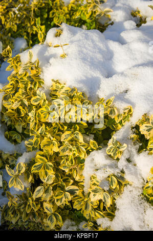 Hardy variegato euonymous fortunei Emerald 'N' Oro sotto un manto di parte di appena sceso di neve in inverno. Le foglie hanno un tocco di rosa nel tardo inverno Foto Stock