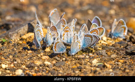 Molte belle gossamer-winged farfalle insieme a riposo Foto Stock