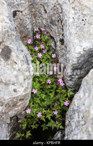 Close-up di calcare il marciapiede sulla sommità di Malham Cove, North Yorkshire, Regno Unito, con Herb Robert in un gryke, o distanza tra calcare clints Foto Stock