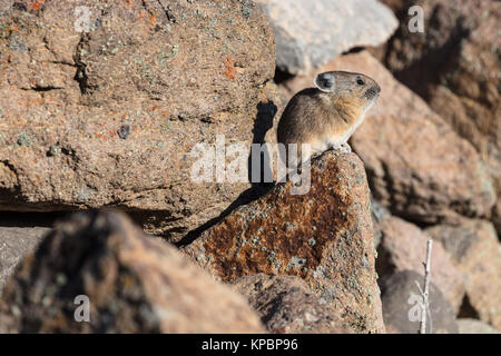 Un Americano pika poggia su una roccia presso il Parco Nazionale di Yellowstone Mammoth Hot Springs Ottobre 23, 2017 in Wyoming. (Foto di Giacobbe W. Frank via Planetpix) Foto Stock