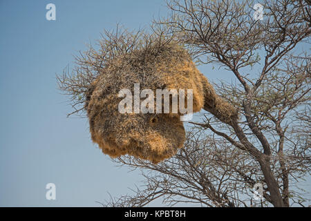 Socievole Weaver Bird: Philetairus socius. Etosha, Namibia. Nido. Foto Stock