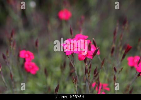 Diversi fiori di garofano turco rosa nel campo Foto Stock